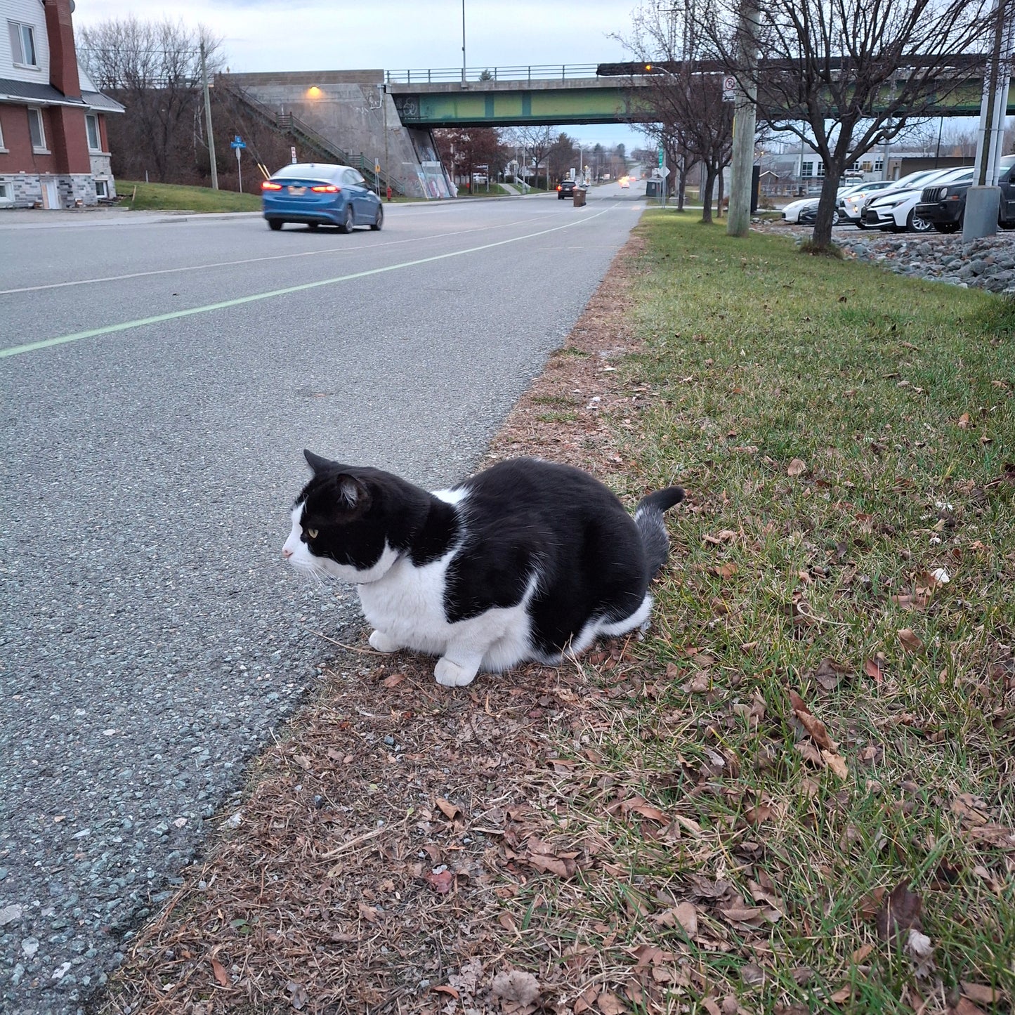 The cat (View Strom Spa)