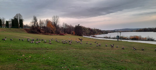 2021-11-12 15:59 Les Bernaches Du Lac-Des-Nations De Sherbrooke