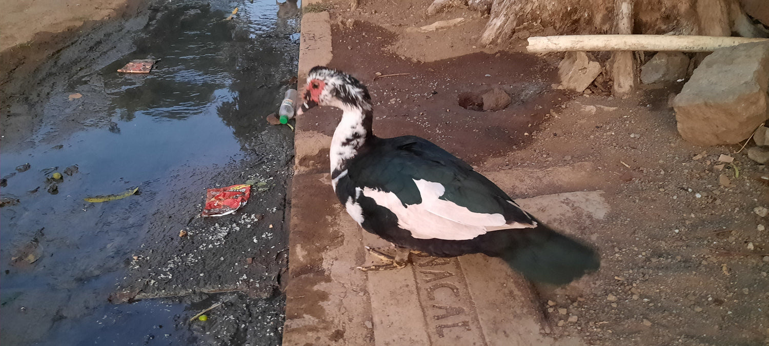 Canard De La Rue