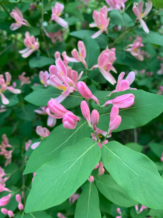 24 Mai 2021 Fleurs
